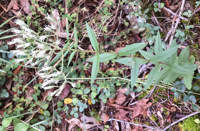 image of Eupatorium album, White Boneset, White-bracted Thoroughwort, White Thoroughwort, White Eupatorium