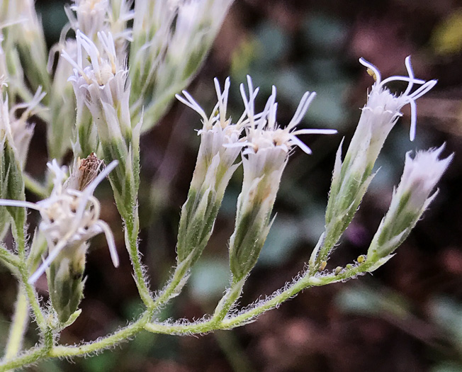 image of Eupatorium album, White Boneset, White-bracted Thoroughwort, White Thoroughwort, White Eupatorium