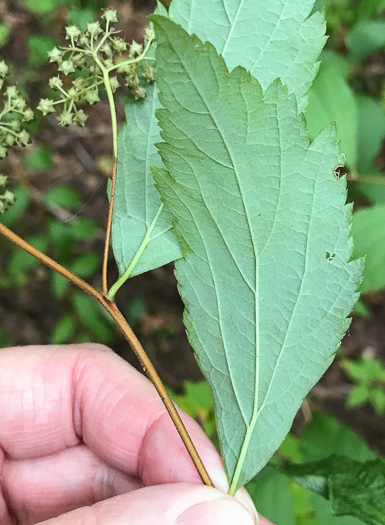 image of Spiraea japonica, Japanese Spiraea