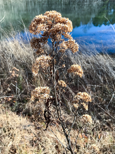 image of Pluchea camphorata, Common Camphorweed, Camphor Pluchea, Marsh Fleabane