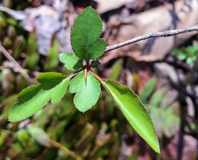 image of Pyrus calleryana, Bradford Pear, Callery Pear