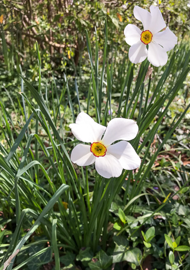 image of Narcissus poeticus, Poet's Narcissus, Pheasant's-eye Daffodil