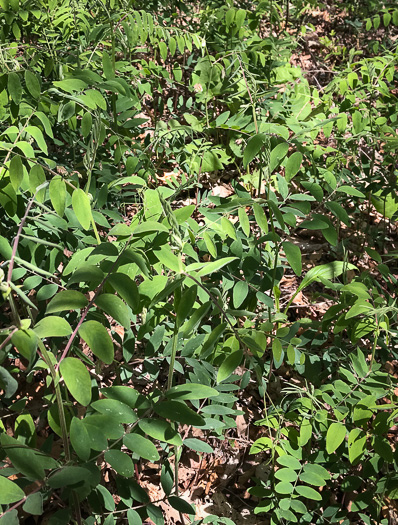 image of Lathyrus venosus, Wood Pea, Forest Pea, Bush Vetch, Veiny Pea
