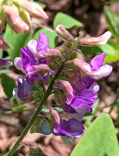 image of Lathyrus venosus, Wood Pea, Forest Pea, Bush Vetch, Veiny Pea