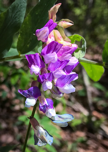 image of Lathyrus venosus, Wood Pea, Forest Pea, Bush Vetch, Veiny Pea