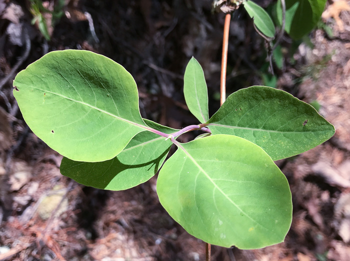 image of Lonicera flava, Yellow Honeysuckle