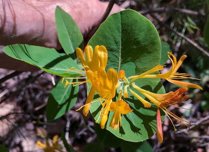 image of Lonicera flava, Yellow Honeysuckle