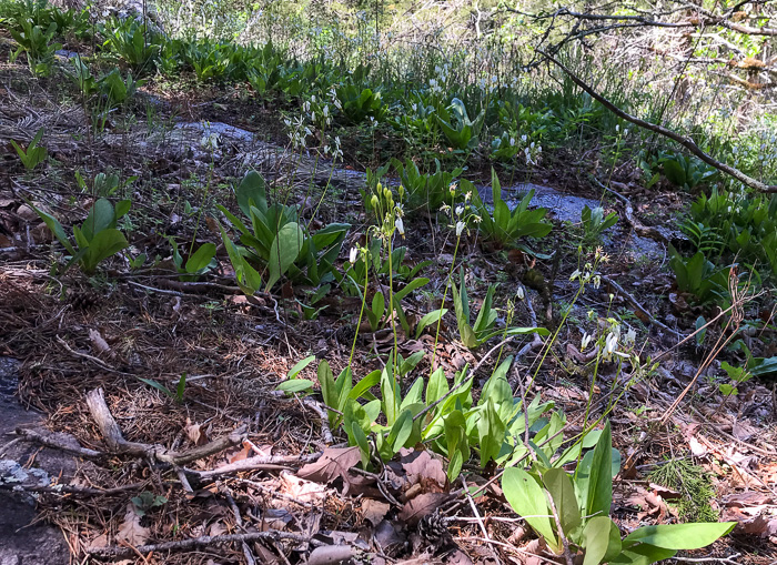 image of Primula meadia, Eastern Shooting Star