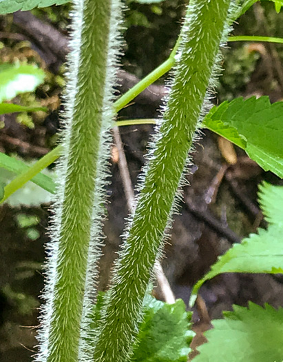 image of Astilbe biternata, Appalachian False Goatsbeard, Appalachian Astilbe