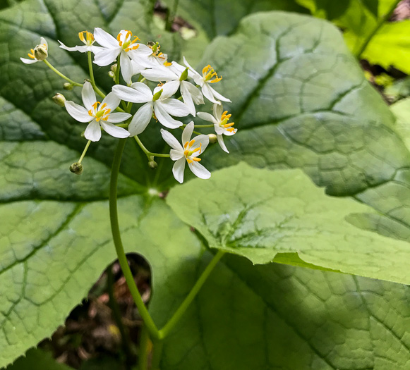 image of Diphylleia cymosa, Umbrella-leaf, Pixie-parasol