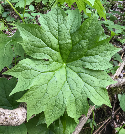 image of Diphylleia cymosa, Umbrella-leaf, Pixie-parasol