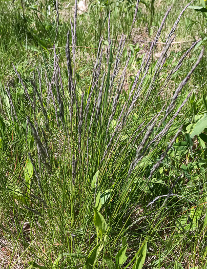 image of Festuca rubra, Red Fescue
