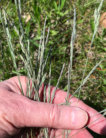 image of Festuca rubra, Red Fescue