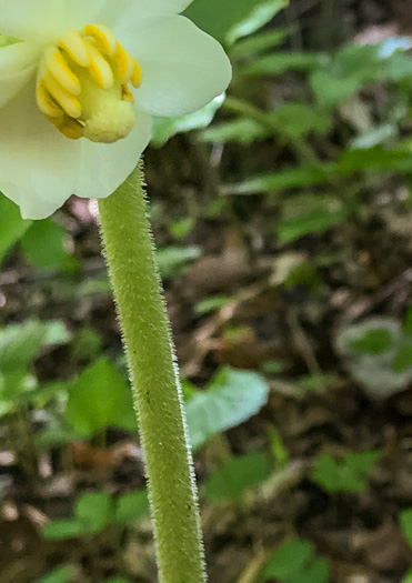 image of Podophyllum peltatum, May-apple, American Mandrake