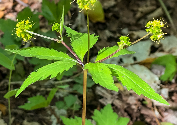image of Sanicula odorata, Clustered Snakeroot, Clustered Sanicle, Yellow-flowered Snakeroot, Fragrant Snakeroot