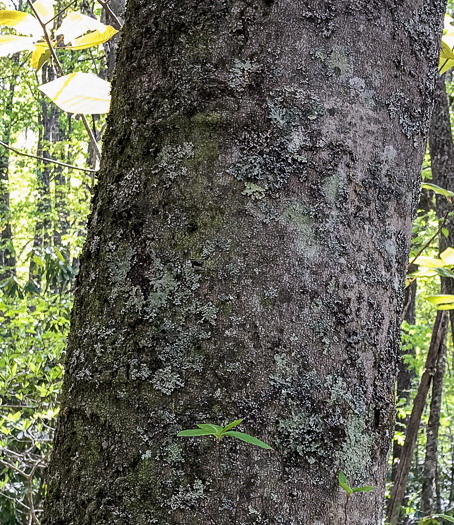 image of Magnolia fraseri, Fraser Magnolia, Mountain Magnolia, Earleaf Umbrella-tree, Umbrella Tree