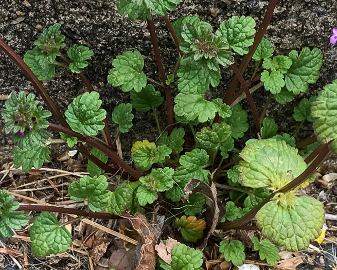 image of Lamium amplexicaule var. amplexicaule, Henbit, Henbit Deadnettle