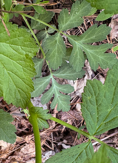 stipule