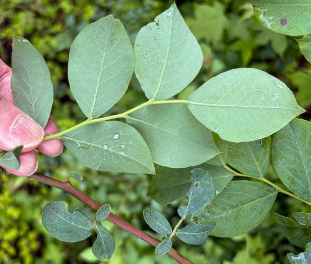image of Vaccinium stamineum var. 2, Appalachian Deerberry