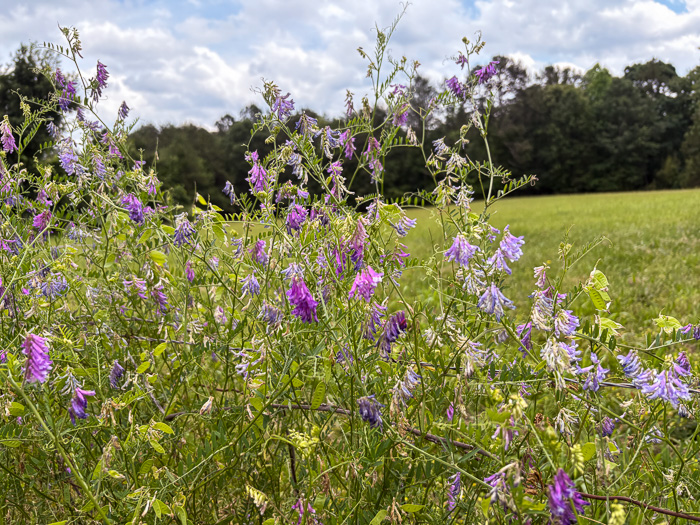 image of Vicia villosa ssp. varia, Smooth Vetch, Winter Vetch