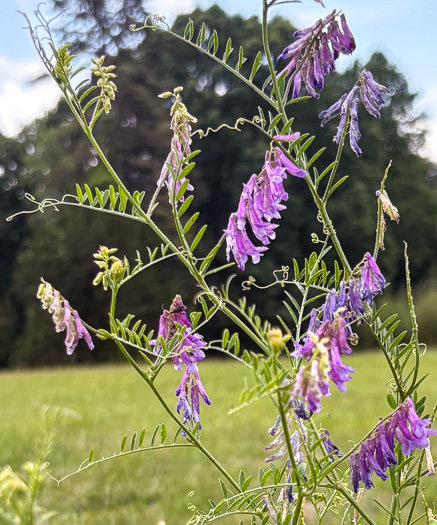 image of Vicia villosa ssp. varia, Smooth Vetch, Winter Vetch