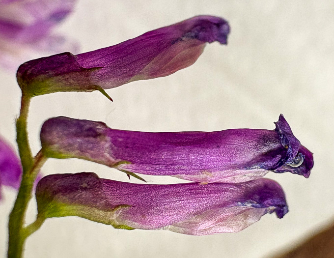 image of Vicia villosa ssp. varia, Smooth Vetch, Winter Vetch