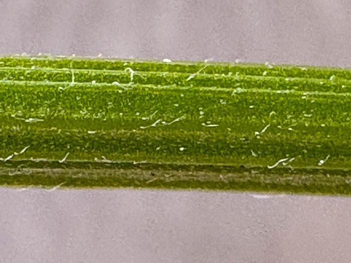 image of Vicia villosa ssp. varia, Smooth Vetch, Winter Vetch