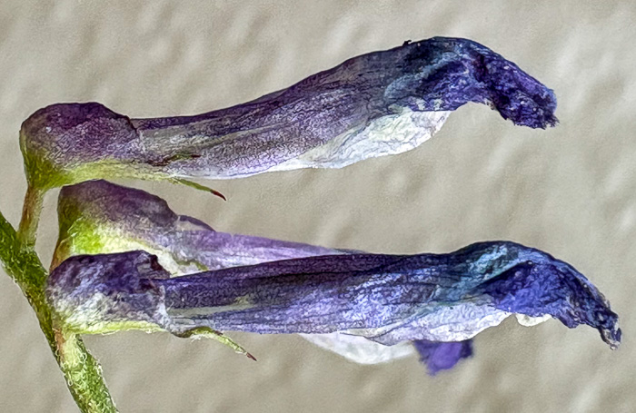 image of Vicia villosa ssp. varia, Smooth Vetch, Winter Vetch