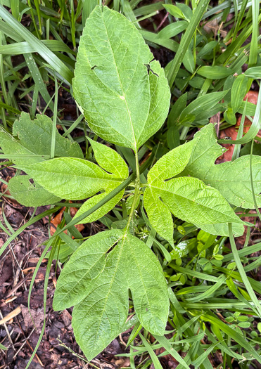 image of Ambrosia trifida var. trifida, Giant Ragweed, Great Ragweed
