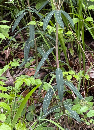 image of Euphorbia pubentissima, False Flowering Spurge, Southeastern Flowering Spurge, Southern Flowering Spurge