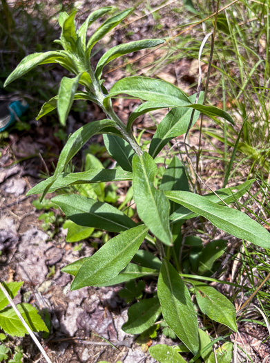 image of Chrysopsis mariana, Maryland Goldenaster