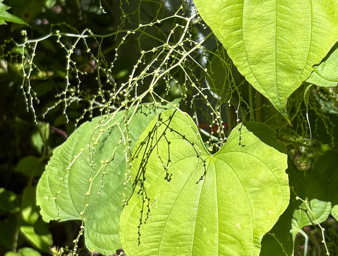 image of Dioscorea villosa, Common Wild Yam, Streamhead Yam, Yellow Yam