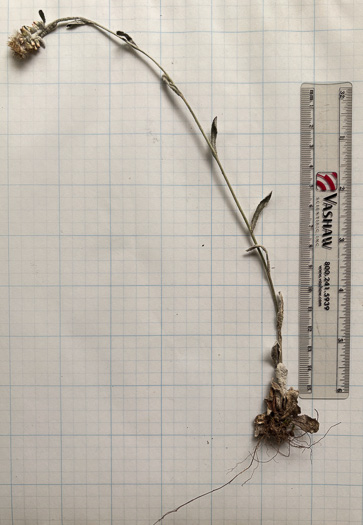 image of Gamochaeta antillana, Narrowleaf Cudweed, Caribbean Everlasting, Delicate Everlasting