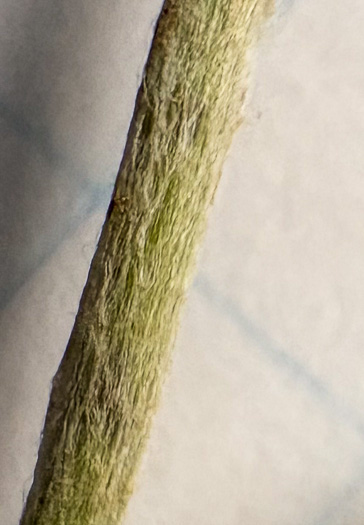 image of Gamochaeta antillana, Narrowleaf Cudweed, Caribbean Everlasting, Delicate Everlasting