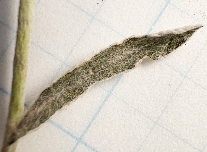image of Gamochaeta antillana, Narrowleaf Cudweed, Caribbean Everlasting, Delicate Everlasting
