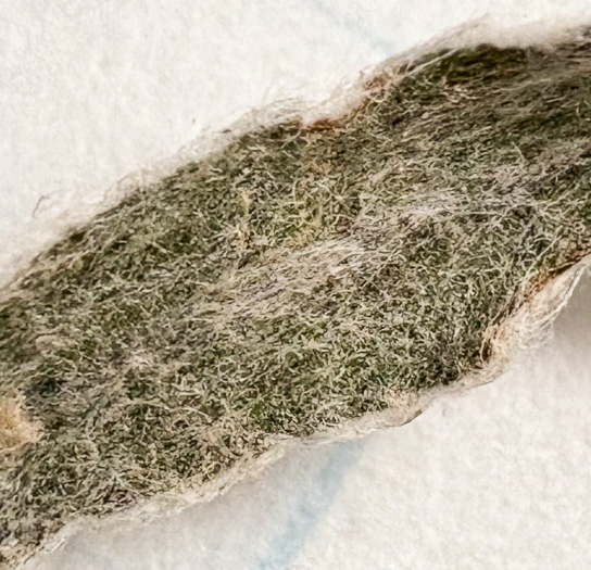 image of Gamochaeta antillana, Narrowleaf Cudweed, Caribbean Everlasting, Delicate Everlasting