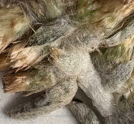 image of Gamochaeta antillana, Narrowleaf Cudweed, Caribbean Everlasting, Delicate Everlasting