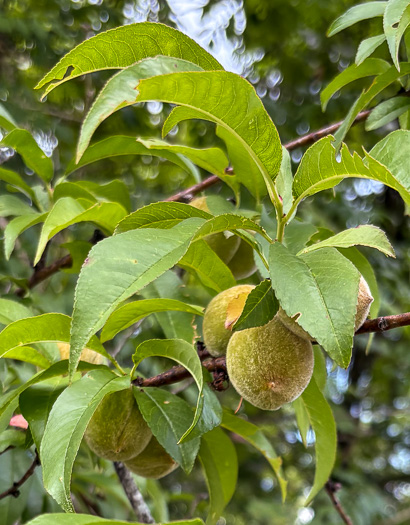 image of Prunus persica, Peach