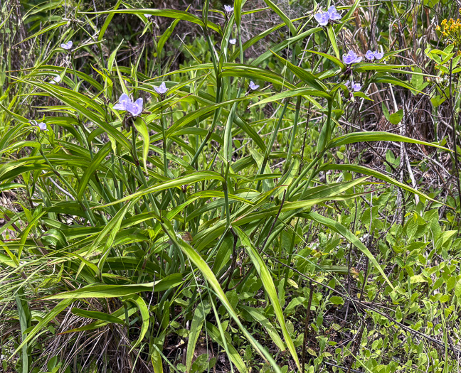 image of Tradescantia subaspera, Zigzag Spiderwort, Wide-leaved Spiderwort