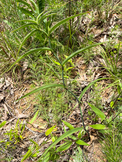 image of Tradescantia subaspera, Zigzag Spiderwort, Wide-leaved Spiderwort
