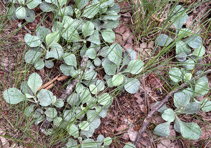 image of Antennaria plantaginifolia, Plantainleaf Pussytoes, Plantain Pussytoes