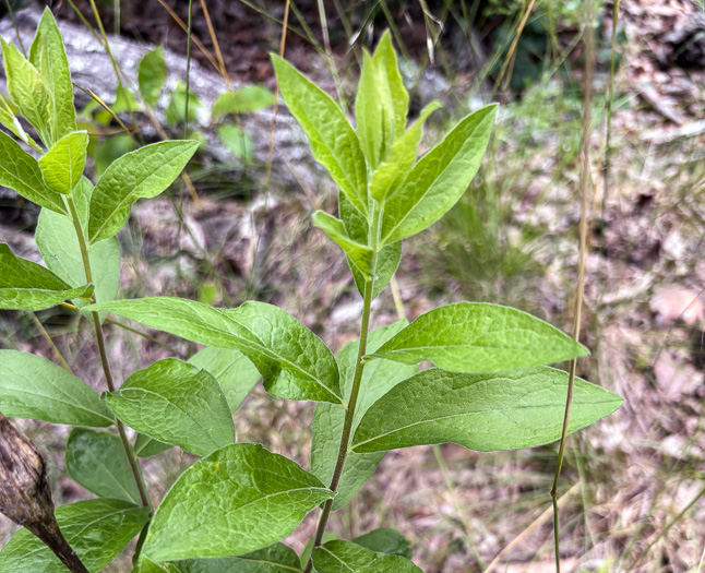 image of Solidago petiolaris var. petiolaris, Downy Ragged Goldenrod, Downy Goldenrod