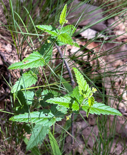 image of Tragia urticifolia, Nettleleaf Noseburn, Tragia