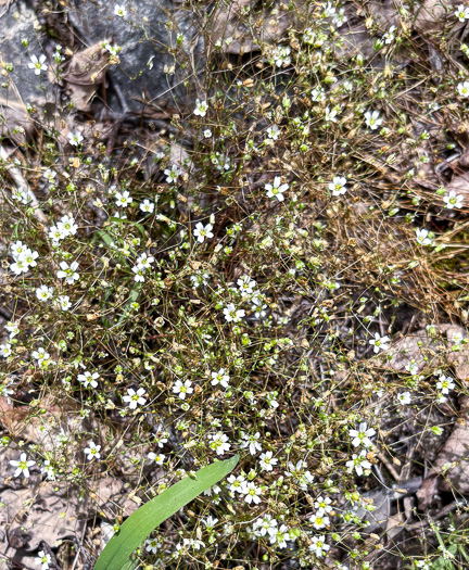 image of Geocarpon glabrum, Appalachian Sandwort