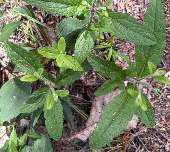 image of Eupatorium album, White Boneset, White-bracted Thoroughwort, White Thoroughwort, White Eupatorium