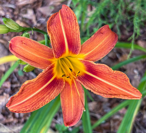 image of Hemerocallis fulva, Orange Daylily, Tawny Daylily, Roadside Daylily