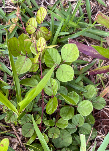 image of Desmodium lineatum, Matted Tick-trefoil, Sand Tick-trefoil