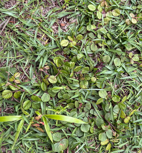 image of Desmodium lineatum, Matted Tick-trefoil, Sand Tick-trefoil