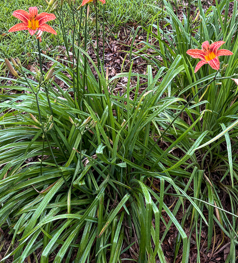 image of Hemerocallis fulva, Orange Daylily, Tawny Daylily, Roadside Daylily