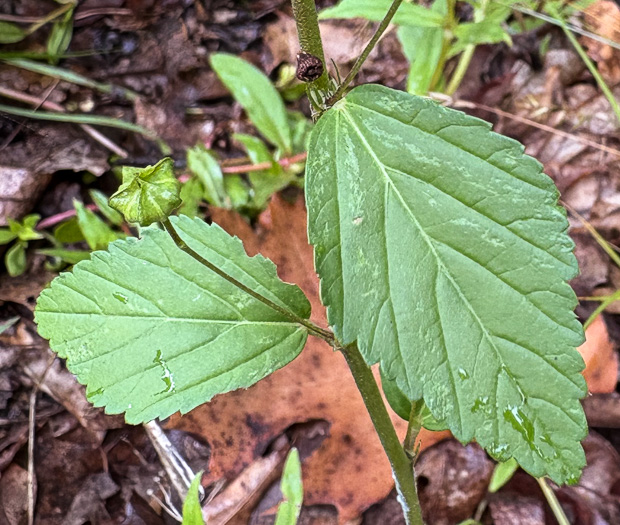 image of Sida rhombifolia var. rhombifolia, Arrowleaf Sida, Diamondleaf Fanpetal, Cuban Jute